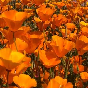 Meet your Posher, Rosa